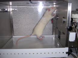 cajas para ratas