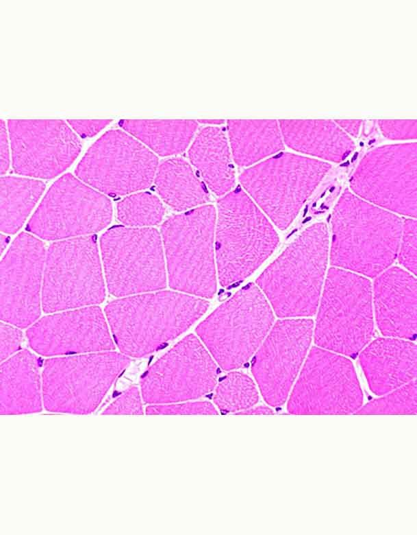 histologie